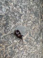 Rhynchophorus ferrugineus