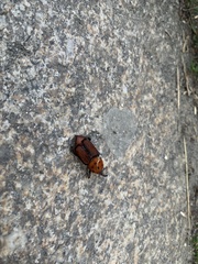 Rhynchophorus ferrugineus