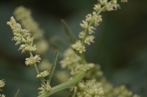 Image of Beta trigyna by (c) Sergey Cherkasov, some rights reserved (CC BY)