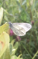 Leptidea juvernica