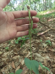 Cephalanthera damasonium