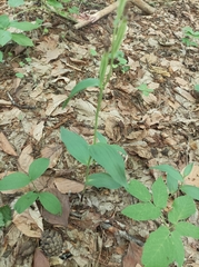 Cephalanthera damasonium