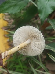 Leucoagaricus lacrymans