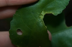 Aceria melicyti
