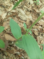 Cephalanthera damasonium
