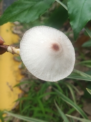 Leucoagaricus lacrymans