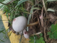 Leucoagaricus lacrymans
