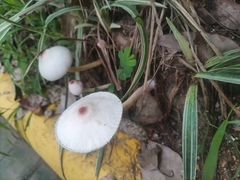 Leucoagaricus lacrymans
