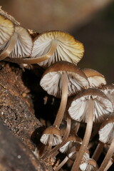 Mycena mulawaestris
