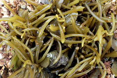 Sargassum fusiforme