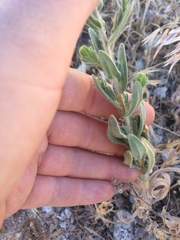 Deinandra mohavensis