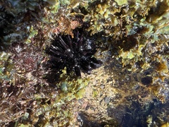 Echinometra oblonga