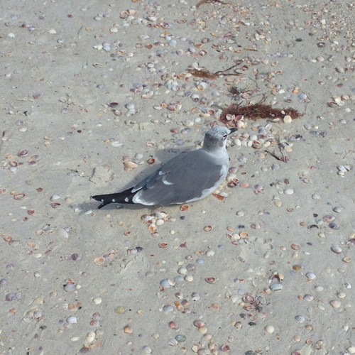Leucophaeus atricilla