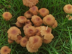 Marasmius oreades