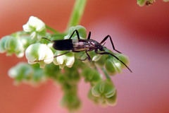 Chasmatonotus