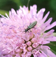 Oedemera flavipes