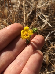 Deinandra mohavensis