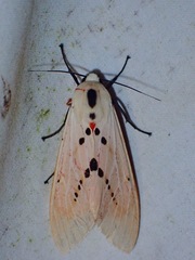 Spilarctia groganae