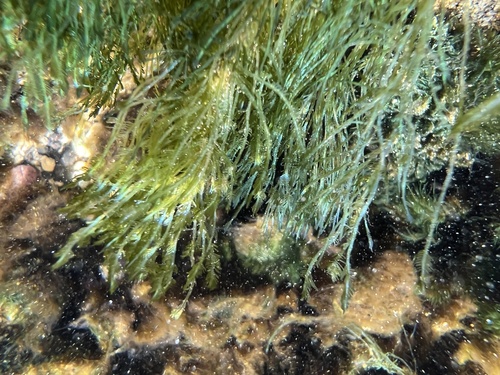 Bryopsis pennata observed 2022-06-15