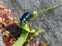 Platycerus caprea