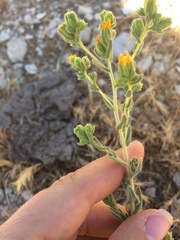 Deinandra mohavensis