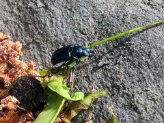 Platycerus caprea