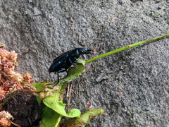 Platycerus caprea