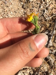Deinandra mohavensis