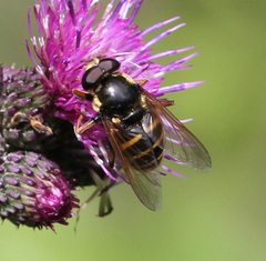 Sericomyia