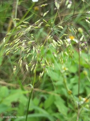 Capillipedium parviflorum