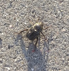 Hoplia graminicola
