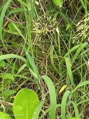 Capillipedium parviflorum