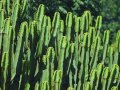 Euphorbia ingens