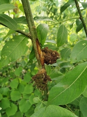 Euura amerinae