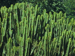 Euphorbia ingens