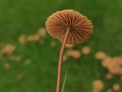 Marasmius oreades
