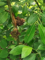 Euura amerinae