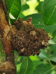 Euura amerinae