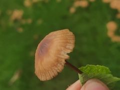 Marasmius oreades