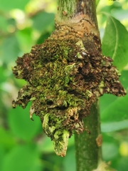 Euura amerinae