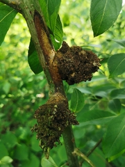 Euura amerinae