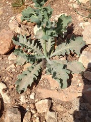 Glaucium flavum