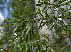 Melaleuca citrolens