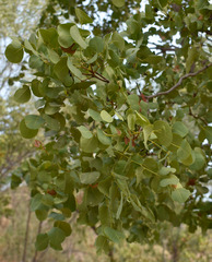 Erythrophleum chlorostachys