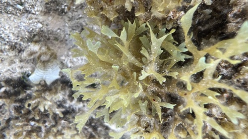 Dictyota acutiloba observed 2022-05-28