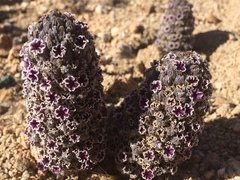 Pholisma arenarium