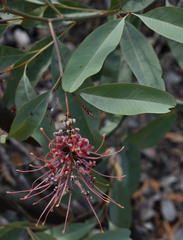 Grevillea decora decora
