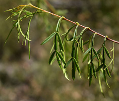 Boronia bowmanii