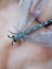 Myrmeleon inconspicuus