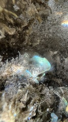 Stypopodium flabelliforme